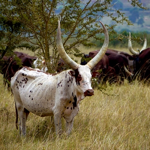 Un watusi blanc devant le troupeau - Rwanda  - collection de photos clin d'oeil, catégorie animaux